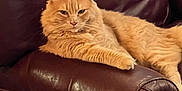 Leo is registered to the contest to win money with this photo: adult, animal, architecture, armchair, building, cat, chair, couch, cushion, furniture, homedecor, indoors, kitten, livingroom, male, man, manx, person, pet, room