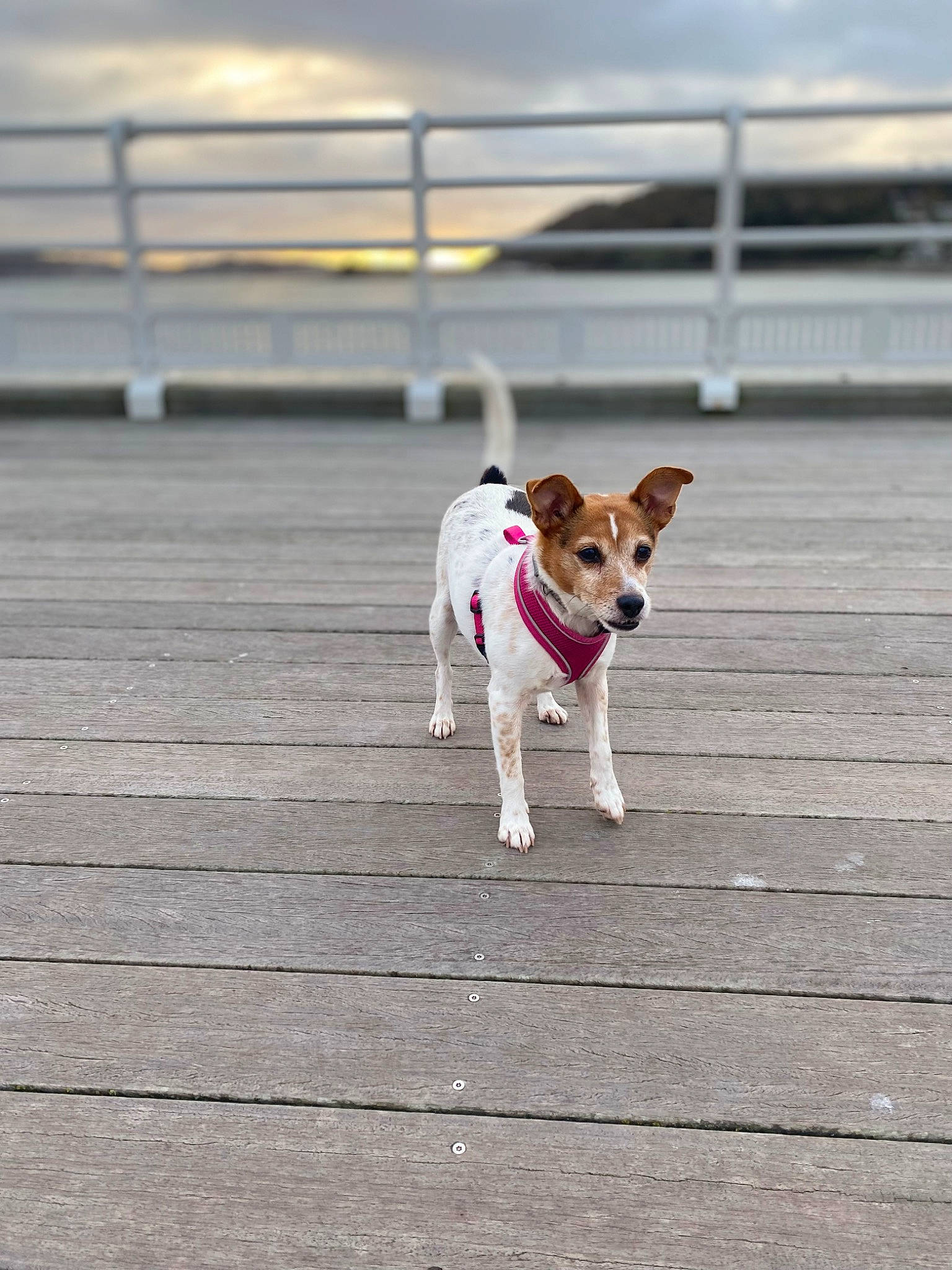 Jess is registered to the contest to win money with this photo: carnivore, cloud, collar, companion_dog, dog, dog_breed, dog_supply, fawn, fence, flooring, pet_supply, road, road_surface, shadow, sky, tail, terrier, walking, wood, working_animal