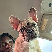 Draco joined the competition — help win amazing prizes! french_bulldog, dog, puppy, person, car_interior, seat, window, ear, face, pet, animal, closeup, portrait, cute, looking, sitting, indoor, human, canine, companion