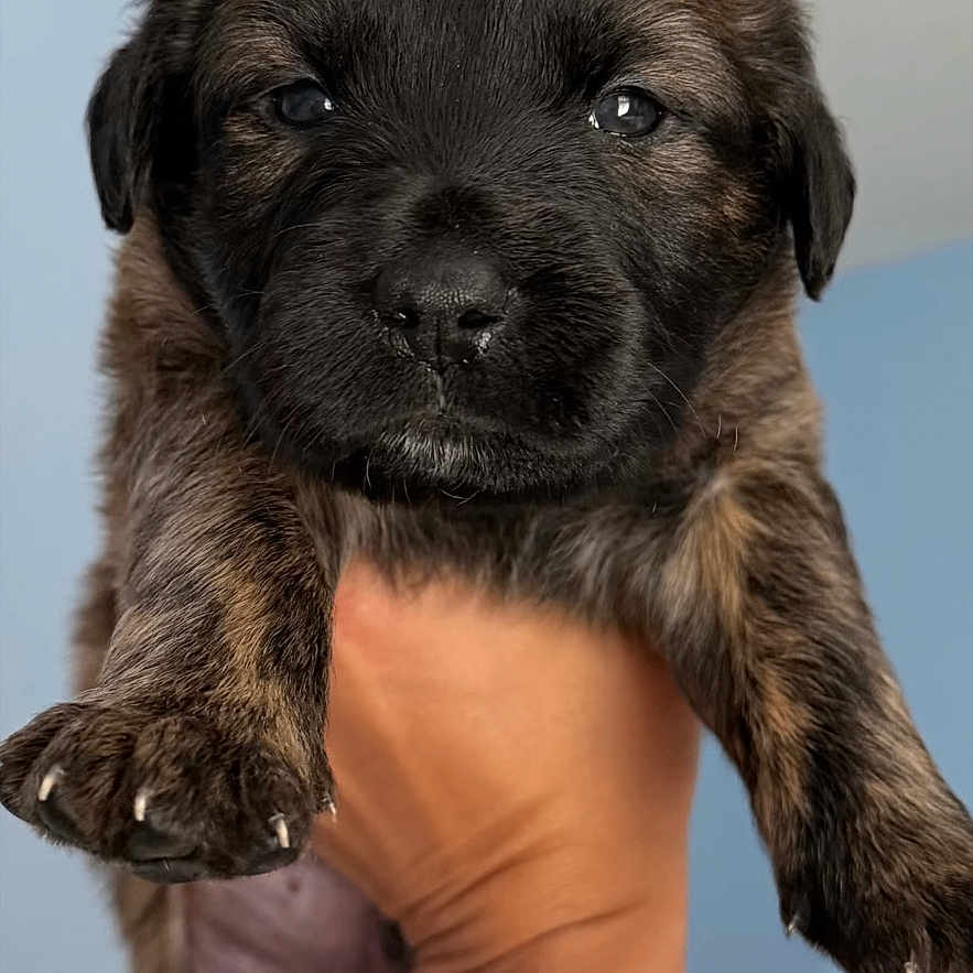 Teddy