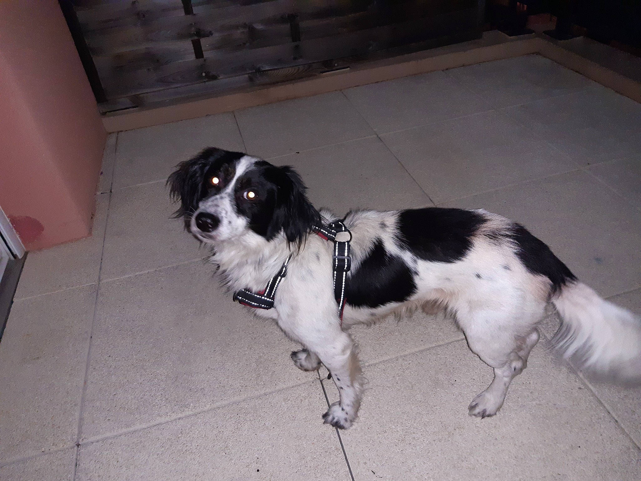 Bibi a rejoint le concours — aidez-le/la à gagner de superbes lots ! canidae, carnivore, chair, companion_dog, dog, dog_breed, dog_collar, flooring, fur, gun_dog, paw, snout, spaniel, sporting_group, tail, working_animal, working_dog