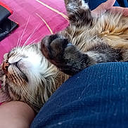 Pépa participe au concours pour gagner de l'argent avec cette photo : cat, tabby, fluffy, paw, whiskers, nose, fur, relaxing, sleeping, person, lap, hand, blanket, pink, book, indoor, cozy, closeup, pet, comfort