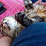 cat, tabby, fluffy, paw, whiskers, nose, fur, relaxing, sleeping, person, lap, hand, blanket, pink, book, indoor, cozy, closeup, pet, comfort