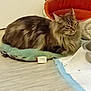 cat, tabby, pet_bed, cushion, floor, indoor, metal_bowl, pee_pad, fur, resting, domestic_cat, animal, feline, cozy, home, quiet, relaxed, comfort, small_space, sleepy