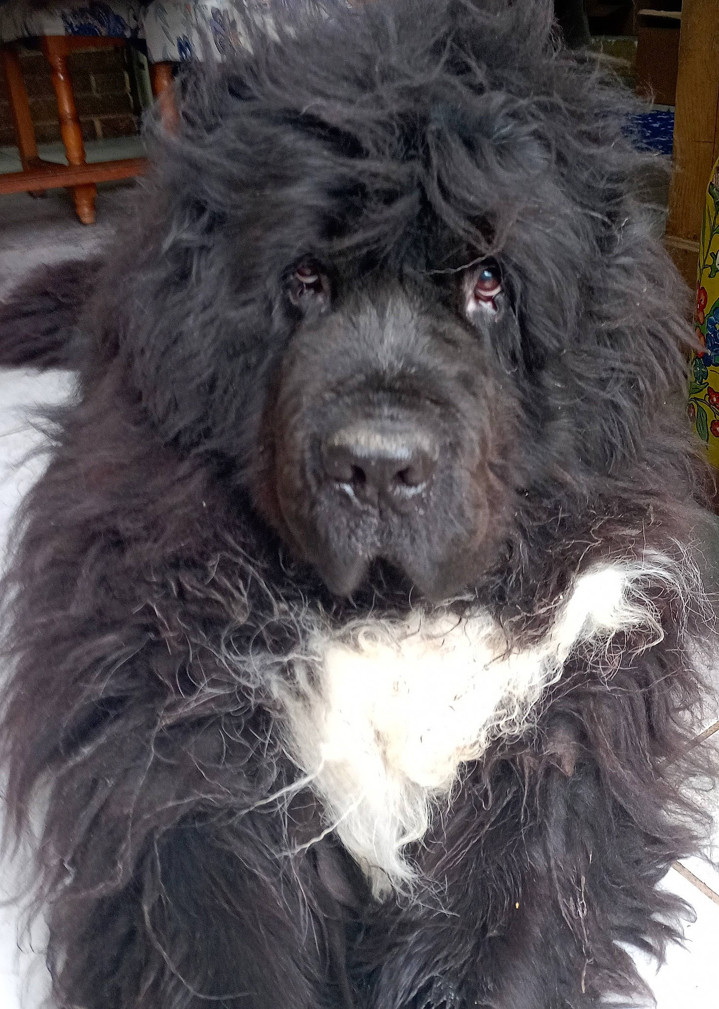 Humphrey participe au concours pour gagner de l'argent avec cette photo : canidae, carnivore, companion_dog, dog, dog_breed, fur, giant_dog_breed, hat, non_sporting_group, snout, sporting_group, terrestrial_animal, toy_dog, water_dog, working_animal, working_dog