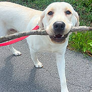 Nelly joined the competition — help win amazing prizes! dog, canine, leash, stick, outdoor, pavement, greenery, nature, pet, walking, happy, playful, fur, animal, muzzle, snout, tail, daylight, closeup, companion