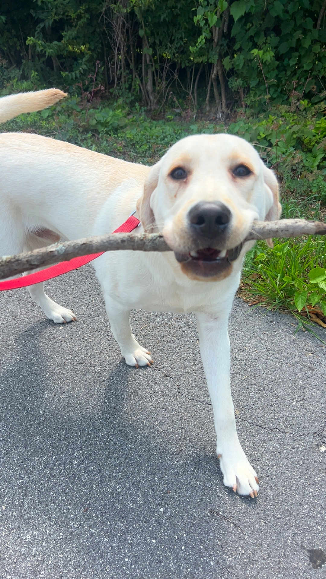 Nelly joined the competition — help win amazing prizes! dog, canine, leash, stick, outdoor, pavement, greenery, nature, pet, walking, happy, playful, fur, animal, muzzle, snout, tail, daylight, closeup, companion