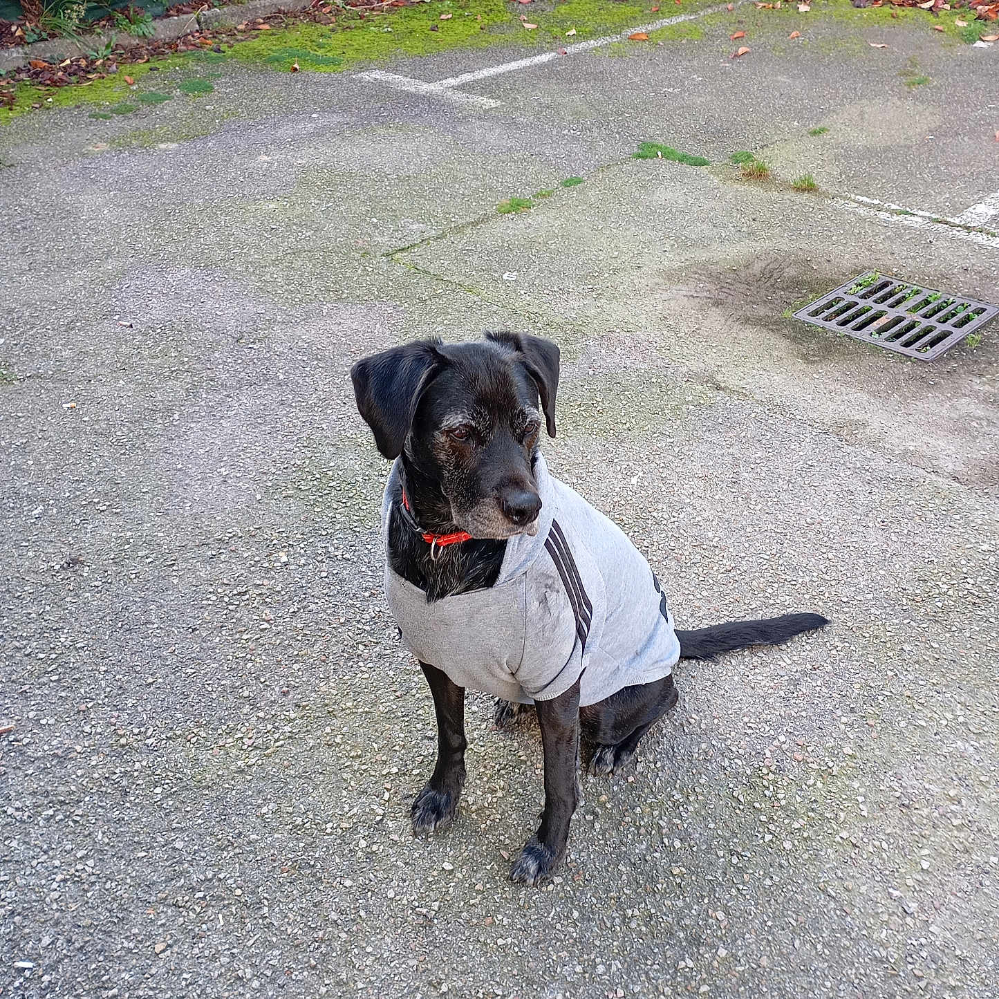 Chépa a rejoint le concours — aidez-le/la à gagner de superbes lots ! accessories, animal, bulldog, canine, dog, drain, grass, hound, labradorretriever, leash, path, pet, plant, pointer, puppy, road, slate, strap, tarmac, walkway