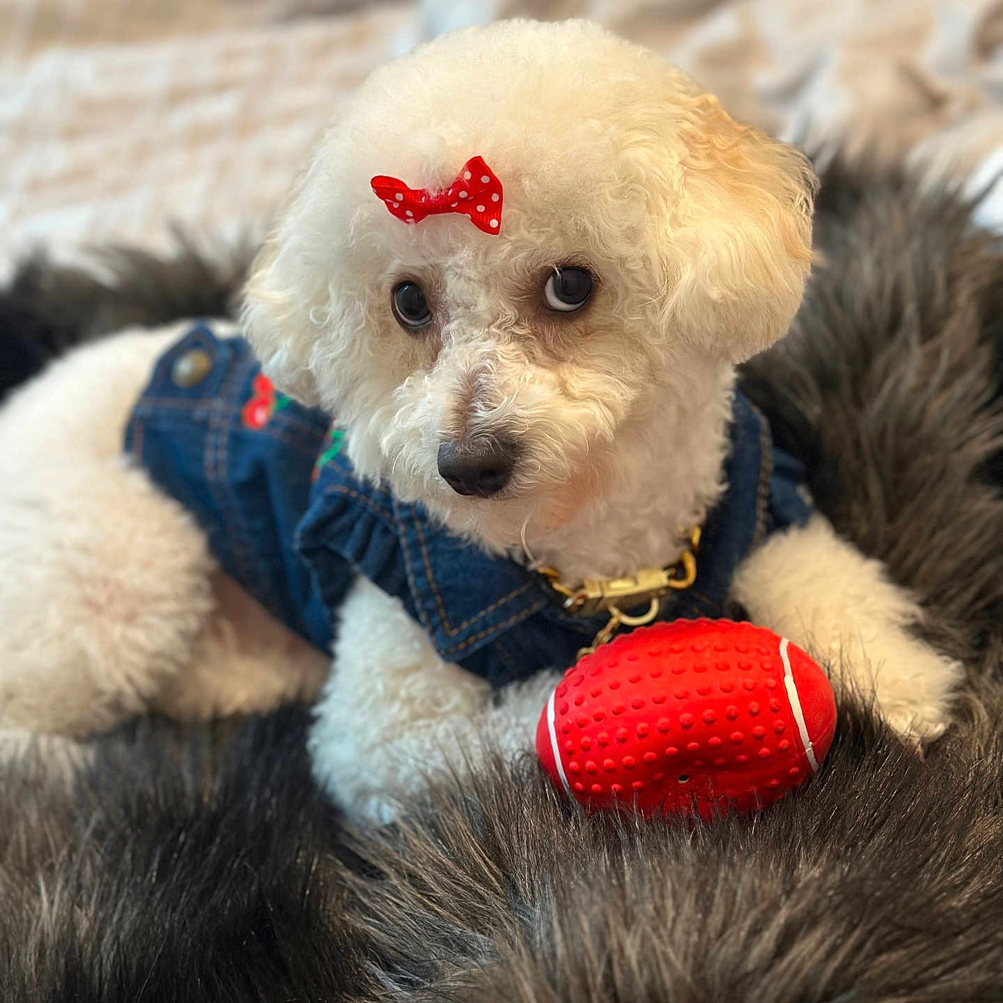 Coco is registered to the contest to win money with this photo: accessories, animal, ball, canine, clothing, costume, couch, dog, football, furniture, person, pet, poodle, puppy, soccer, soccerball, strap, terrier, toy, whitedog