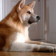 élit participe au concours pour gagner de l'argent avec cette photo : akita, alert, black_nose, brown_eyes, canine, dog, door, hallway, indoor, long_legs, lying_down, paws, pet, pointed_ears, portrait, relaxed, tan_fur, whiskers, white_fur, wood_floor