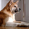 akita, alert, black_nose, brown_eyes, canine, dog, door, hallway, indoor, long_legs, lying_down, paws, pet, pointed_ears, portrait, relaxed, tan_fur, whiskers, white_fur, wood_floor