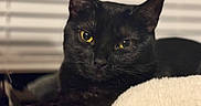 Valve is registered to the contest to win money with this photo: animal, animal_face, black_cat, cat, close_up, cozy, cute, domestic_cat, feline, fur, indoor, mammal, pet, portrait, relaxed, resting, soft_texture, whiskers, window_blinds, yellow_eyes