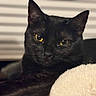 Valve is registered to the contest to win money with this photo: black_cat, cat, pet, animal, indoor, window_blinds, yellow_eyes, feline, close_up, resting, soft_texture, whiskers, fur, domestic_cat, cute, relaxed, mammal, portrait, animal_face, cozy