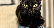 Valve joined the competition — help win amazing prizes! black_cat, cat, yellow_eyes, pet, animal, feline, close_up, indoor, portrait, whiskers, fur, relaxed, resting, looking, cute, domestic_cat, soft_light, texture, blue_surface, focused