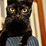 Valve is registered to the contest to win money with this photo: cat, black_cat, yellow_eyes, whiskers, close_up, pet, animal, feline, indoor, soft_focus, texture, blue_surface, portrait, curious, domestic_cat, cute, looking_at_camera, close_range, warm_lighting, relaxed