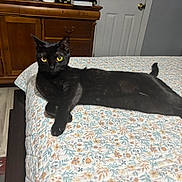 Valve joined the competition — help win amazing prizes! black_cat, cat, pet, animal, bed, bedspread, floral_pattern, yellow_eyes, feline, indoor, wooden_dresser, door, floor, relaxed, lying_down, domestic_animal, cozy, room, fur, portrait