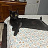 animal, bed, bedspread, black_cat, cat, cozy, domestic_animal, door, feline, floor, floral_pattern, fur, indoor, lying_down, pet, portrait, relaxed, room, wooden_dresser, yellow_eyes