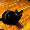 Valve joined the competition — help win amazing prizes! alert, animal, black_cat, cat, close_up, curious, cute, domestic_animal, ears, feline, flooring, home, indoor, mammal, pet, shadow, sitting, whiskers, wide_eyes, wooden_floor