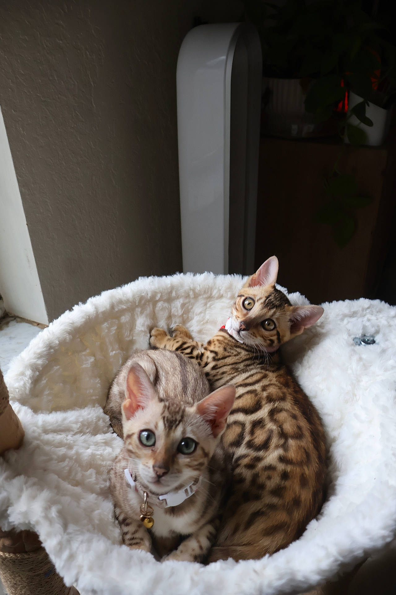 Sochi And Pocha
