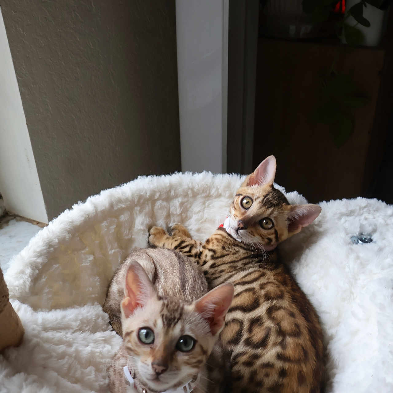 Sochi And Pocha