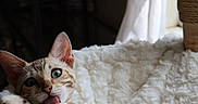 Sochi And Pocha is registered to the contest to win money with this photo: cat, kitten, spotted, playful, licking, tongue, fluffy_bed, white, cute, pet, indoor, window, natural_light, feline, young_cat, relaxed, cozy, fur, animal, domestic