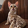 Sochi And Pocha joined the competition — help win amazing prizes! kitten, cat, pet, brown_chair, collar, bell, tongue_out, wide_eyes, spotted_fur, indoor, furniture, cute, animal, domestic_cat, sitting, whiskers, ears, front_paws, young_cat, closeup