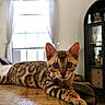 Sochi And Pocha joined the competition — help win amazing prizes! cat, bengal_cat, kitten, indoor, wooden_table, window, curtains, furniture, pet, animal, tabby, relaxed, portrait, domestic_cat, brown, spots, whiskers, ears, eyes, collar