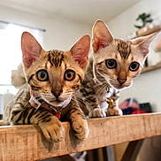 Sochi And Pocha is registered to the contest to win money with this photo: cat, bengal_cat, kitten, pet, animal, indoor, wooden_table, curious, closeup, feline, domestic_cat, cute, whiskers, ears, eyes, collar, home, blurred_background, table_edge, playful
