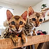 cat, bengal_cat, kitten, pet, animal, indoor, wooden_table, curious, closeup, feline, domestic_cat, cute, whiskers, ears, eyes, collar, home, blurred_background, table_edge, playful