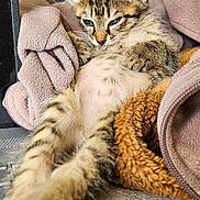 Crispy a rejoint le concours — aidez-le/la à gagner de superbes lots ! abyssinian, animal, bed, bedroom, blanket, cat, chair, computer, couch, cushion, electronics, furniture, hardware, homedecor, kitten, laptop, pc, person, pet, sleeping