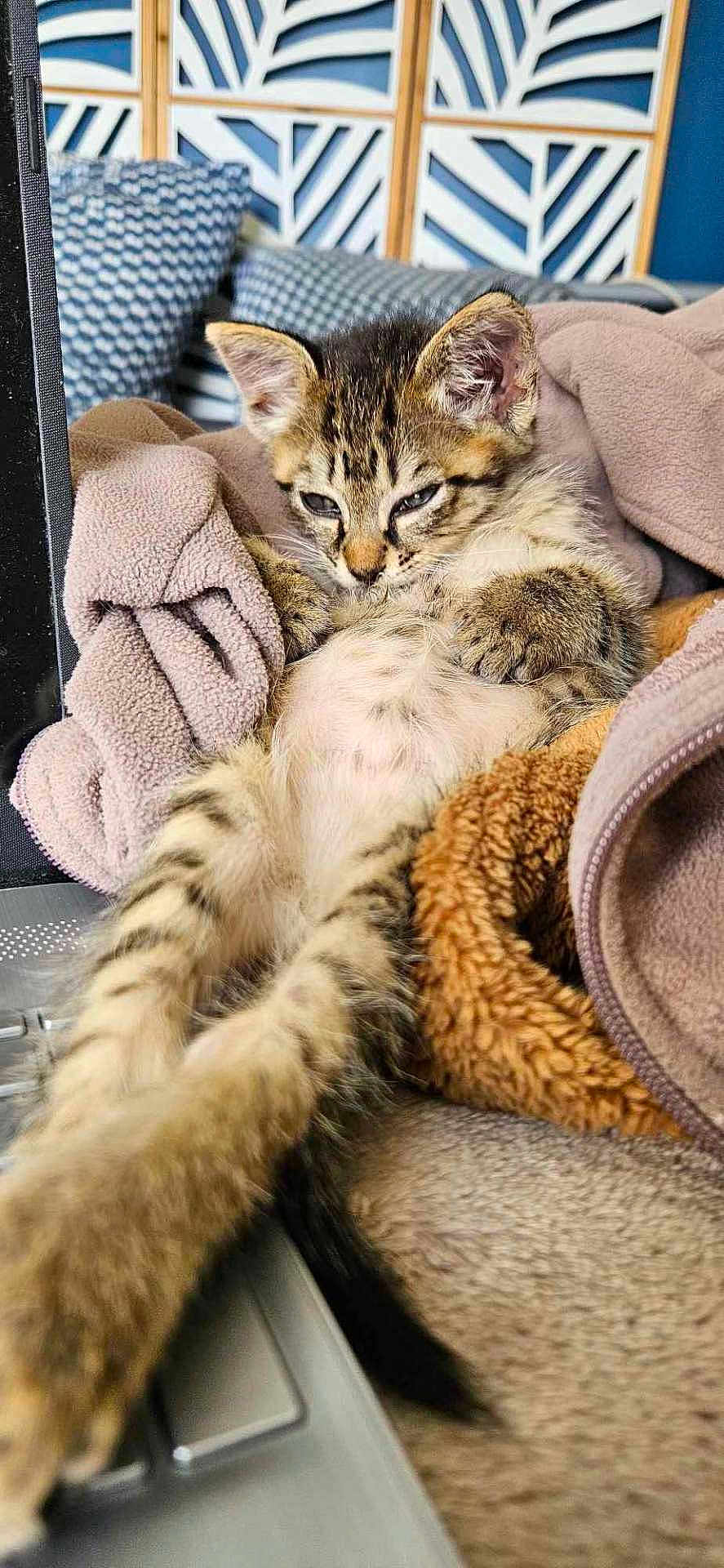Crispy a rejoint le concours — aidez-le/la à gagner de superbes lots ! abyssinian, animal, bed, bedroom, blanket, cat, chair, computer, couch, cushion, electronics, furniture, hardware, homedecor, kitten, laptop, pc, person, pet, sleeping