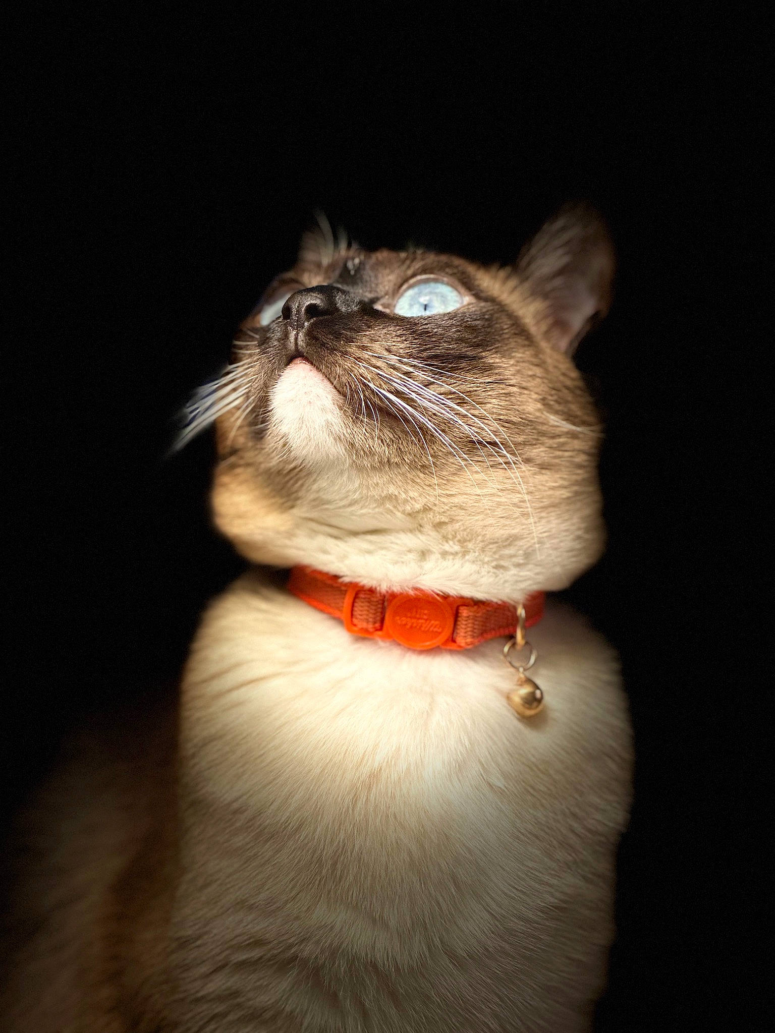 Zoe joined the competition — help win amazing prizes! balinese, carnivore, cat, collar, darkness, domestic_short_haired_cat, fang, fashion_accessory, fawn, felidae, flash_photography, formal_wear, fur, leash, small_to_medium_sized_cats, snout, tail, terrestrial_animal, thai, whiskers