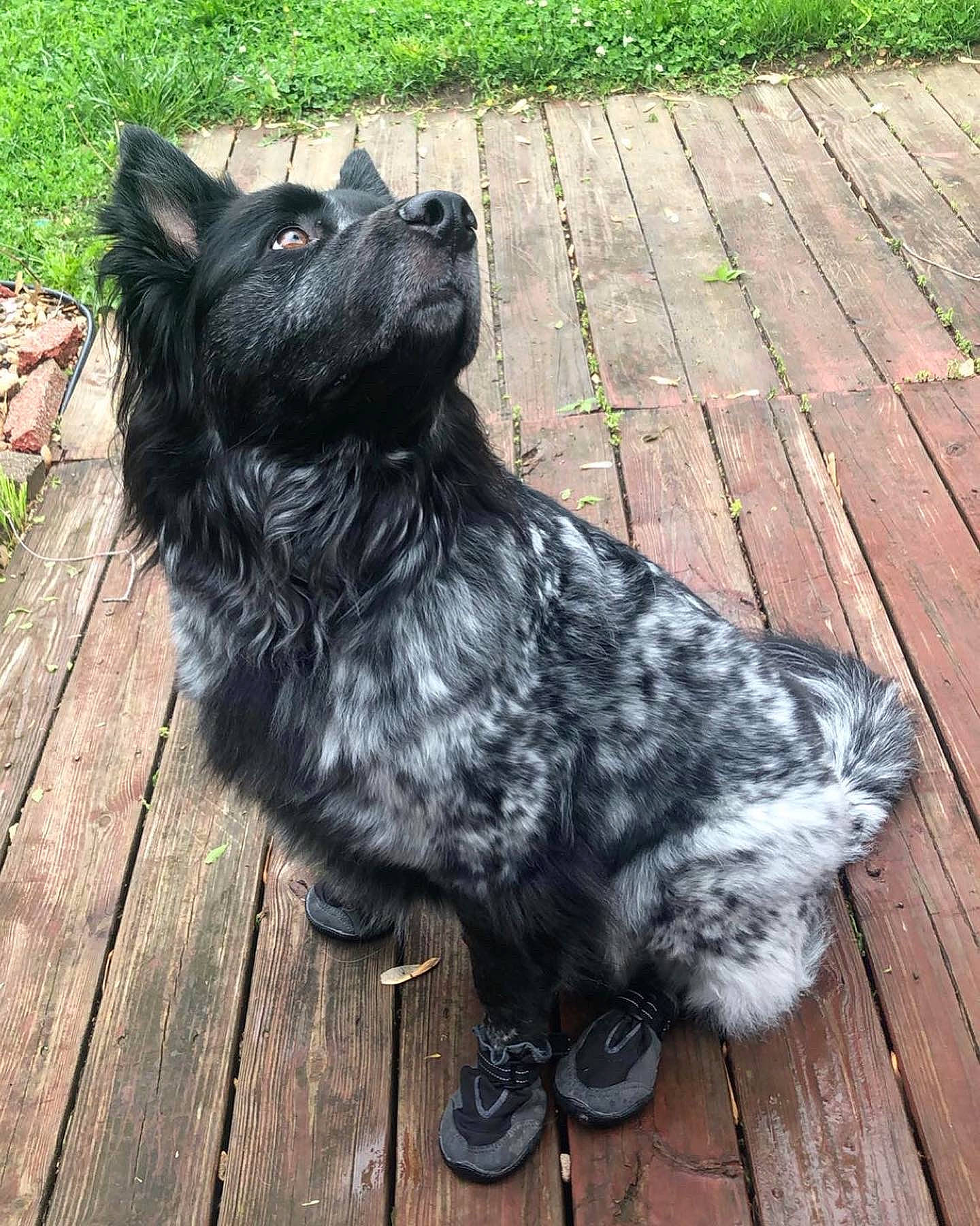 Zuko is registered to the contest to win money with this photo: canidae, carnivore, companion_dog, dog, dog_breed, dog_collar, fawn, felidae, fur, grass, hardwood, liver, mammal, plank, snout, tail, toy_dog, whiskers, wood, working_animal