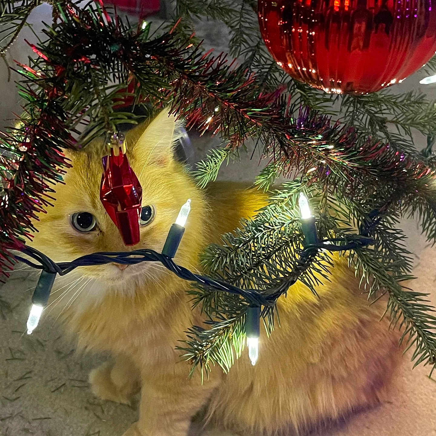 Nala is registered to the contest to win money with this photo: animal, carpet, cat, christmas_lights, christmas_tree, closeup, curious, cute, decorations, feline, festive, holiday, indoor, orange_cat, ornament, pet, pine_branch, red_ornament, tree_needles, whiskers