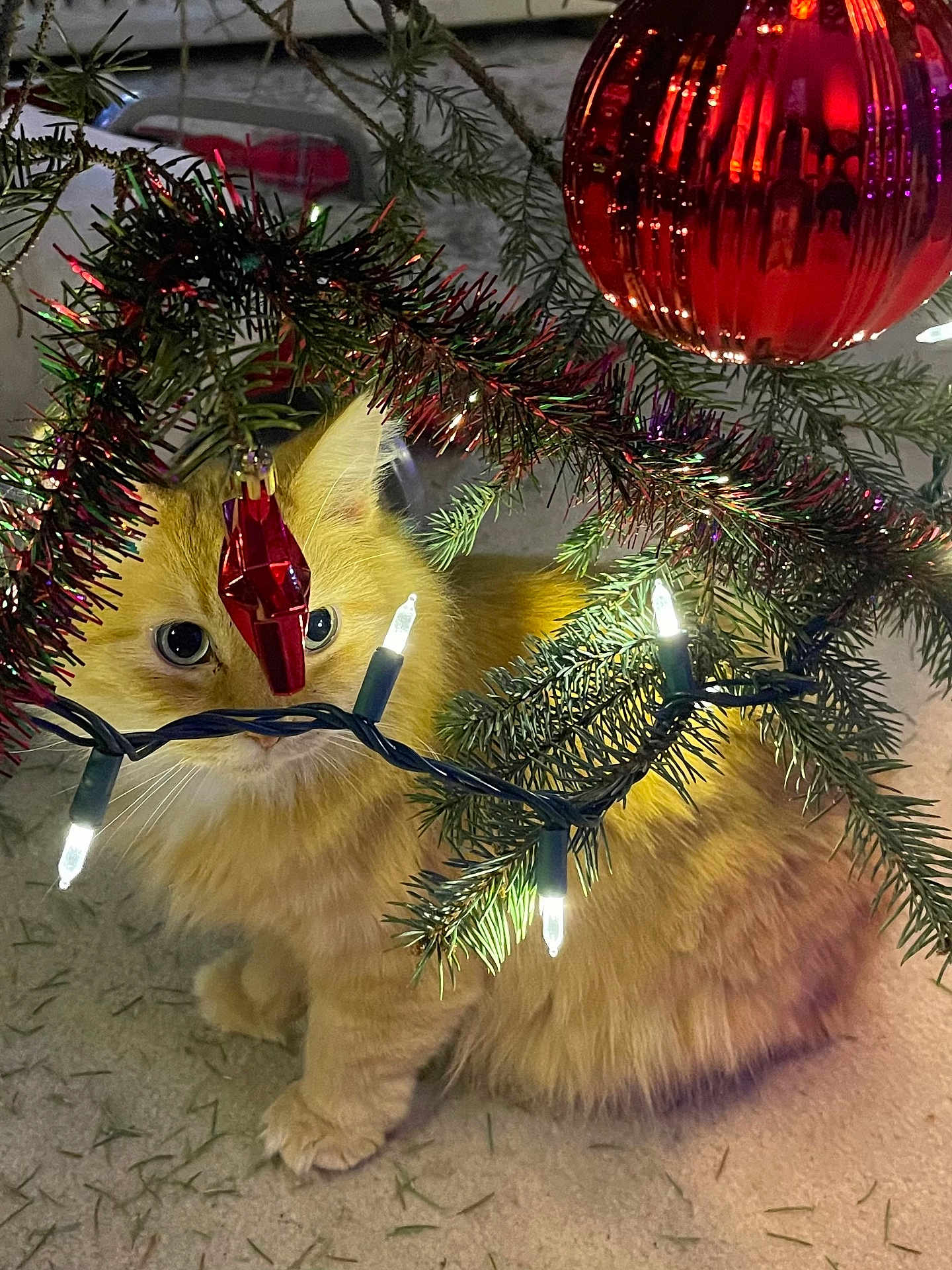 Nala