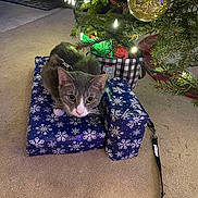 Smokey is registered to the contest to win money with this photo: cat, gray_cat, white_cat, christmas_tree, christmas_lights, presents, gift_wrap, snowflake_pattern, carpet, leash, holiday, festive, indoor, pet, animal, curious, decorations, tree_branch, close_up, holiday_season