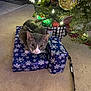 cat, gray_cat, white_cat, christmas_tree, christmas_lights, presents, gift_wrap, snowflake_pattern, carpet, leash, holiday, festive, indoor, pet, animal, curious, decorations, tree_branch, close_up, holiday_season