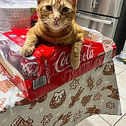 Goobert is registered to the contest to win money with this photo: cat, orange_tabby, coca_cola, soda_cans, table, tablecloth, gingerbread_pattern, kitchen, refrigerator, plastic_wrap, barcode, floor_tiles, indoor, pet, feline, relaxed, curious, orange_fur, domestic_animal, food_packaging