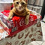 cat, orange_tabby, coca_cola, soda_cans, table, tablecloth, gingerbread_pattern, kitchen, refrigerator, plastic_wrap, barcode, floor_tiles, indoor, pet, feline, relaxed, curious, orange_fur, domestic_animal, food_packaging
