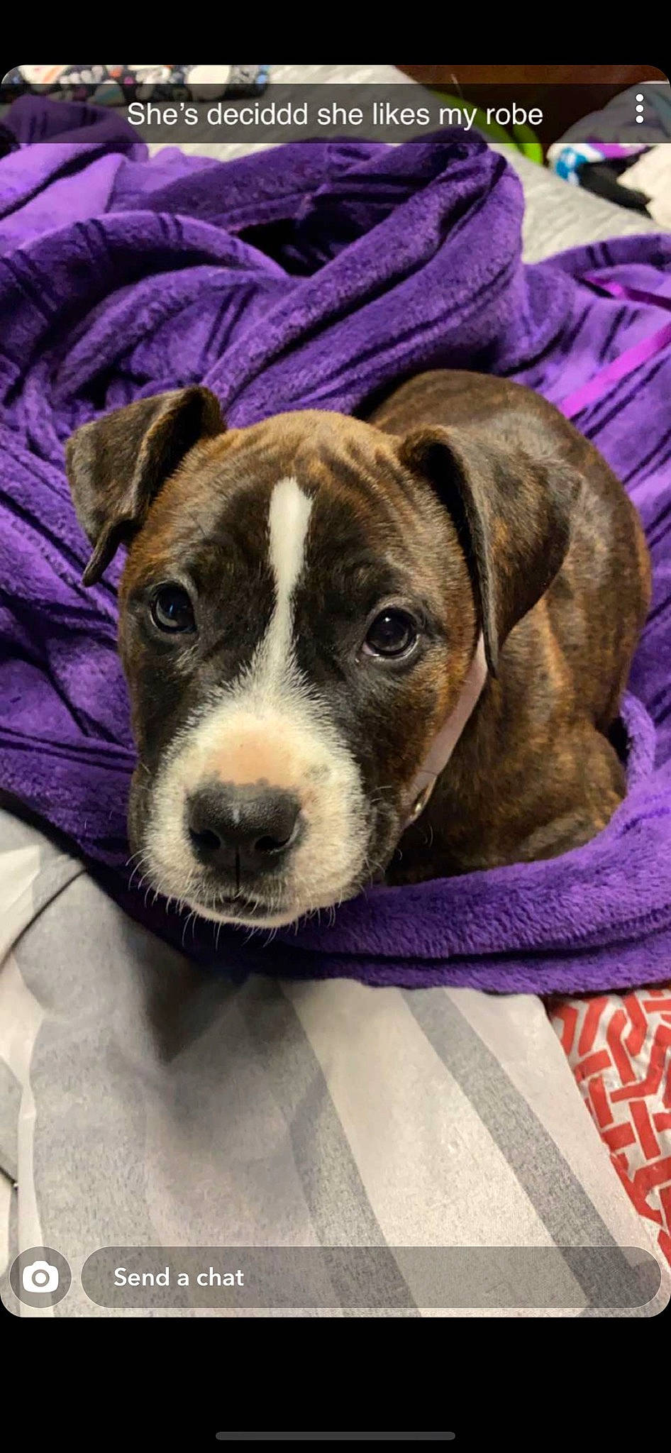 Dixie Mae joined the competition — help win amazing prizes! american_pit_bull_terrier, american_staffordshire_terrier, canidae, carnivore, companion_dog, dog, dog_breed, fawn, mammal, non_sporting_group, pit_bull, puppy, rare_breed_dog, snout, staffordshire_bull_terrier, valley_bulldog, vertebrate, whiskers