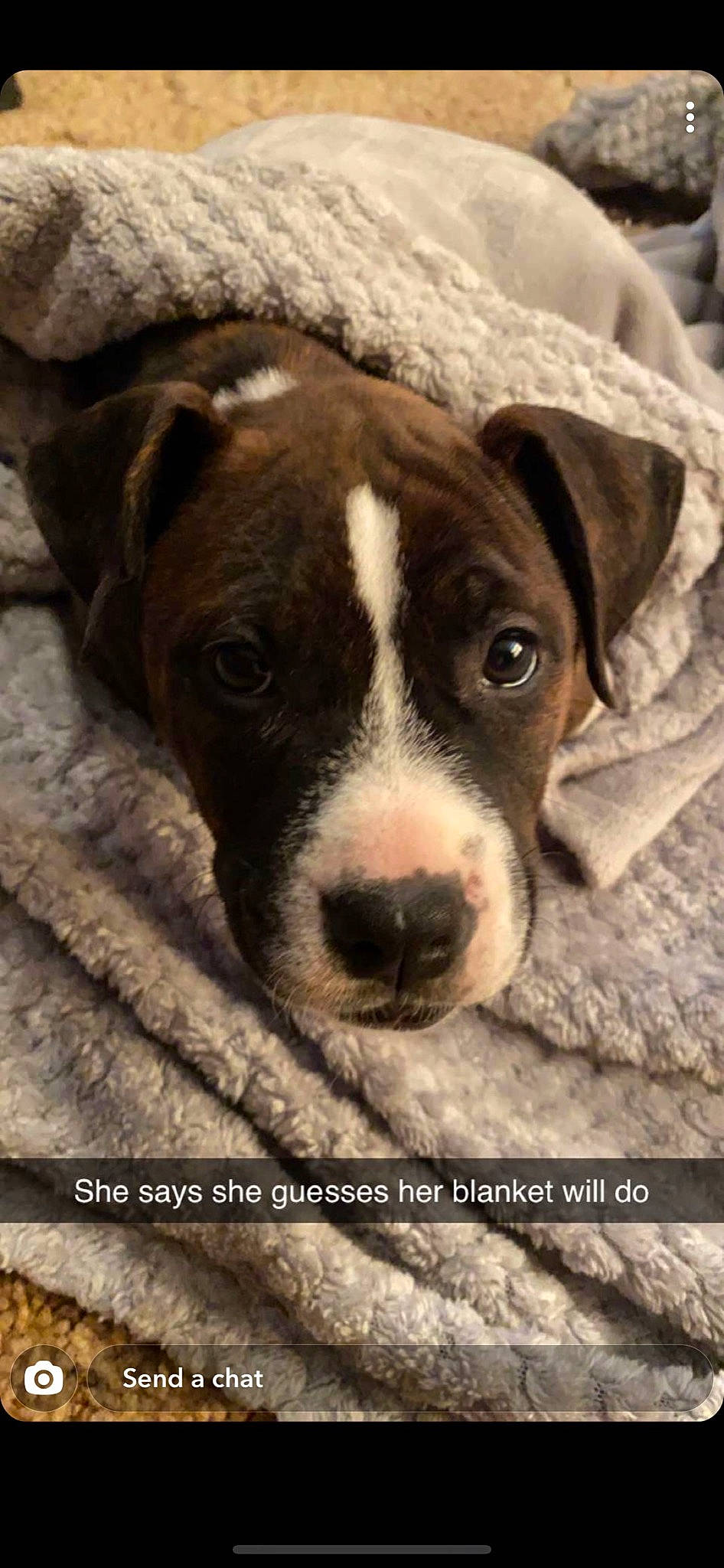 Dixie Mae joined the competition — help win amazing prizes! american_pit_bull_terrier, american_staffordshire_terrier, canidae, carnivore, catahoula_bulldog, dog, dog_breed, fawn, mammal, non_sporting_group, pit_bull, puppy, rare_breed_dog, snout, sporting_group, vertebrate