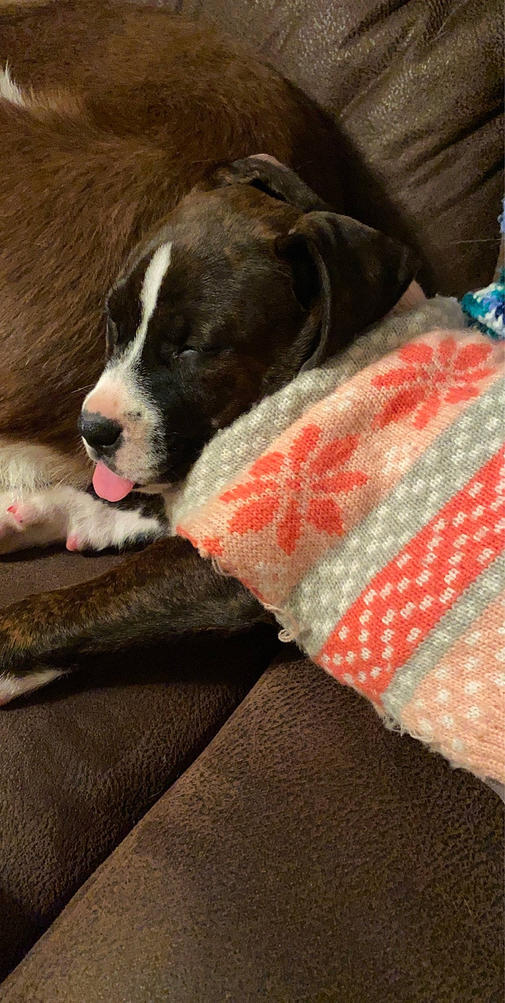 Dixie Mae is registered to the contest to win money with this photo: american_bulldog, american_pit_bull_terrier, american_staffordshire_terrier, canidae, carnivore, companion_dog, dog, dog_breed, fawn, mammal, non_sporting_group, pit_bull, puppy, snout, sporting_group, valley_bulldog, vertebrate