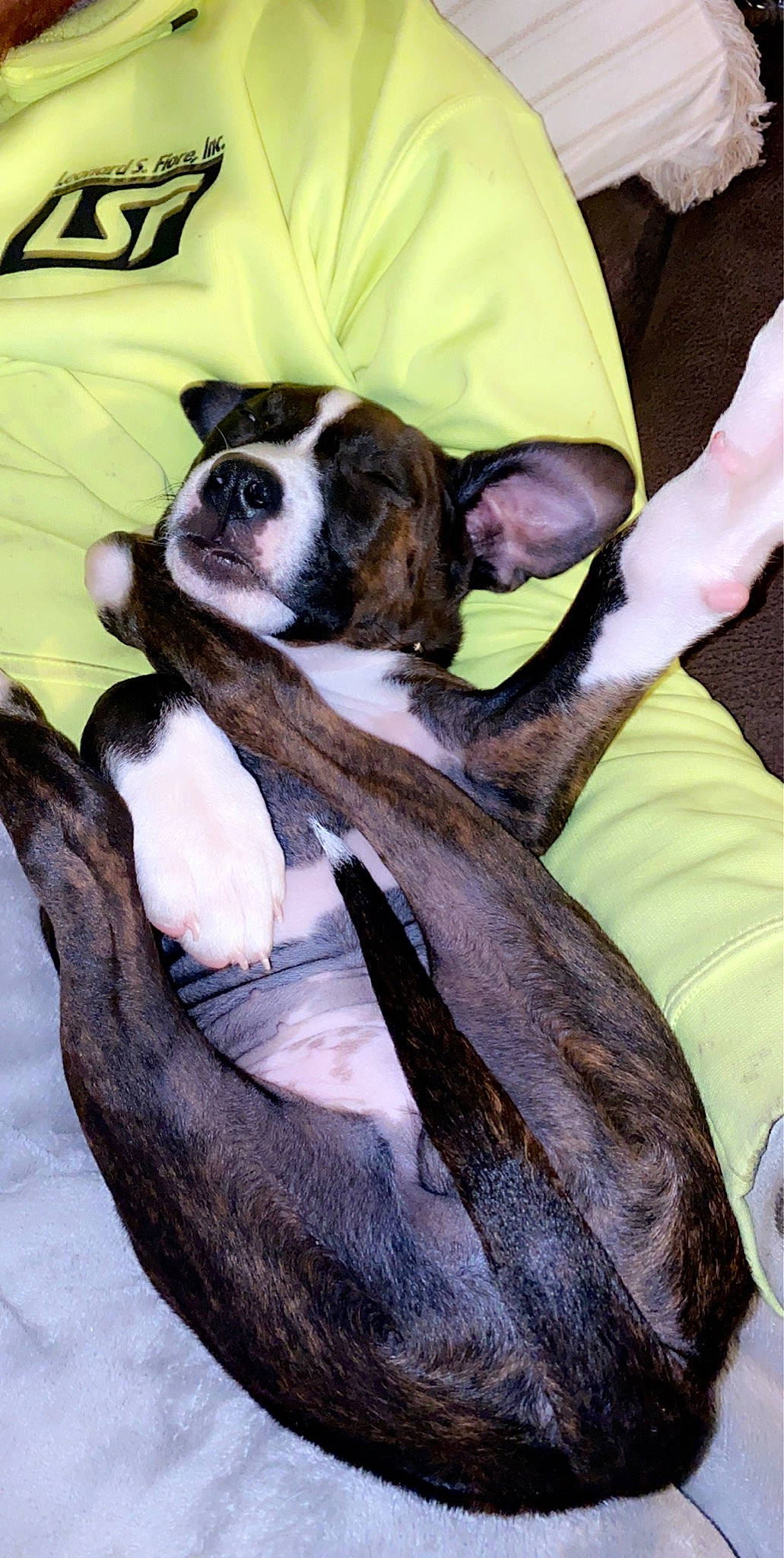 Dixie Mae joined the competition — help win amazing prizes! american_staffordshire_terrier, boston_terrier, boxer, canidae, carnivore, companion_dog, dog, dog_breed, mammal, non_sporting_group, snout, sporting_group