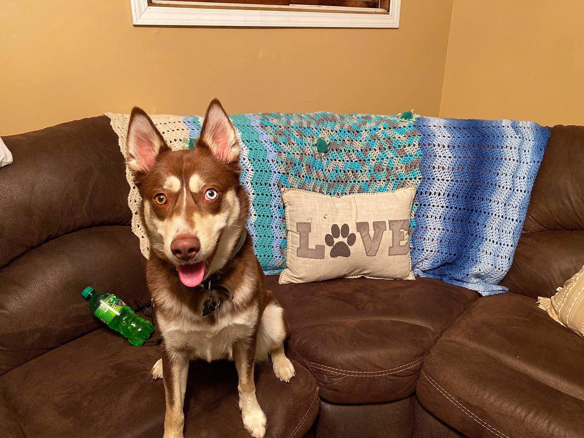 Bailee Skye is registered to the contest to win money with this photo: alaskan_malamute, australian_kelpie, canidae, carnivore, couch, dog, dog_breed, labrador_husky, lapponian_herder, mammal, northern_inuit_dog, sakhalin_husky, siberian_husky, sled_dog, sporting_group, table, tamaskan_dog, vertebrate, wolfdog, working_dog