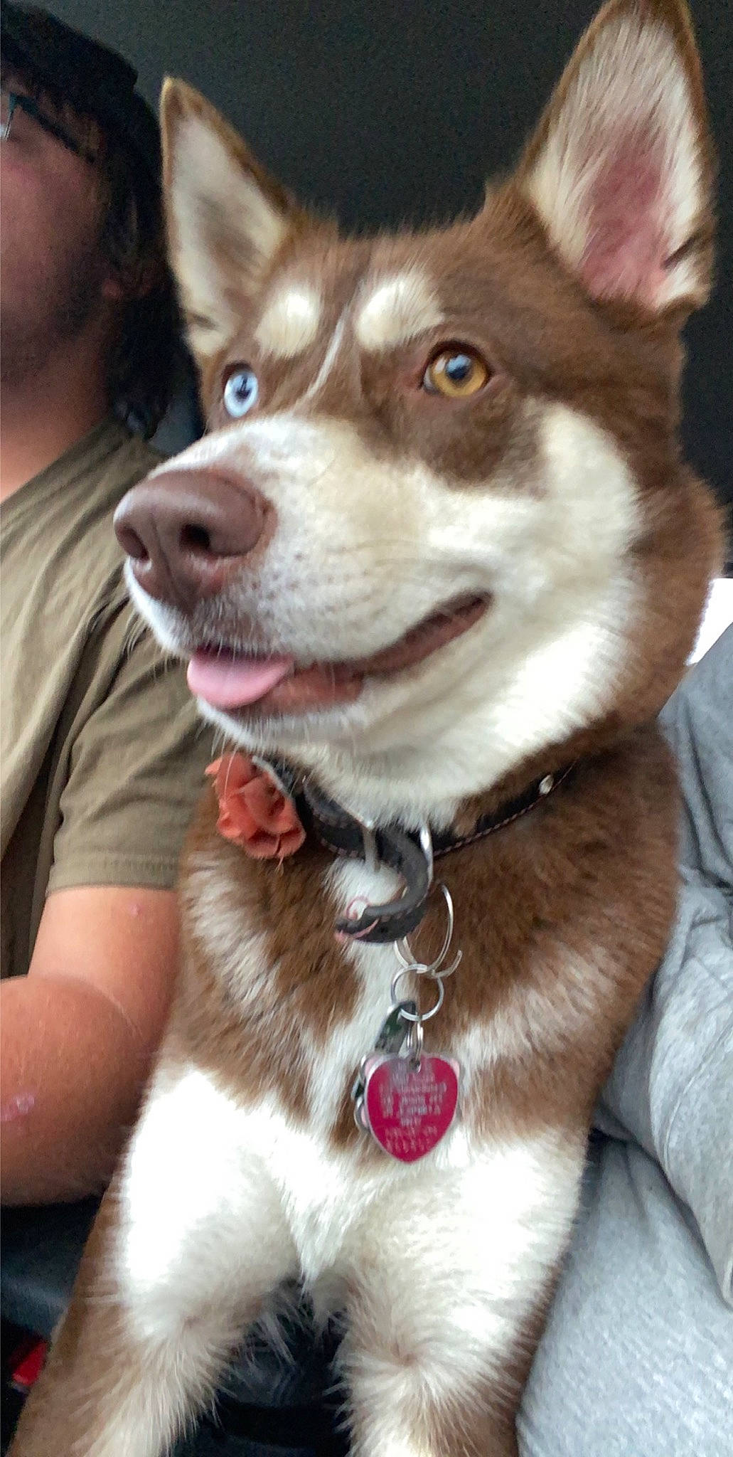 Bailee Skye joined the competition — help win amazing prizes! alaskan_klee_kai, canadian_eskimo_dog, canidae, carnivore, dog, dog_breed, labrador_husky, mammal, miniature_siberian_husky, native_american_indian_dog, northern_inuit_dog, nose, sakhalin_husky, seppala_siberian_sleddog, siberian_husky, sled_dog, snout, tamaskan_dog, vertebrate, wolfdog