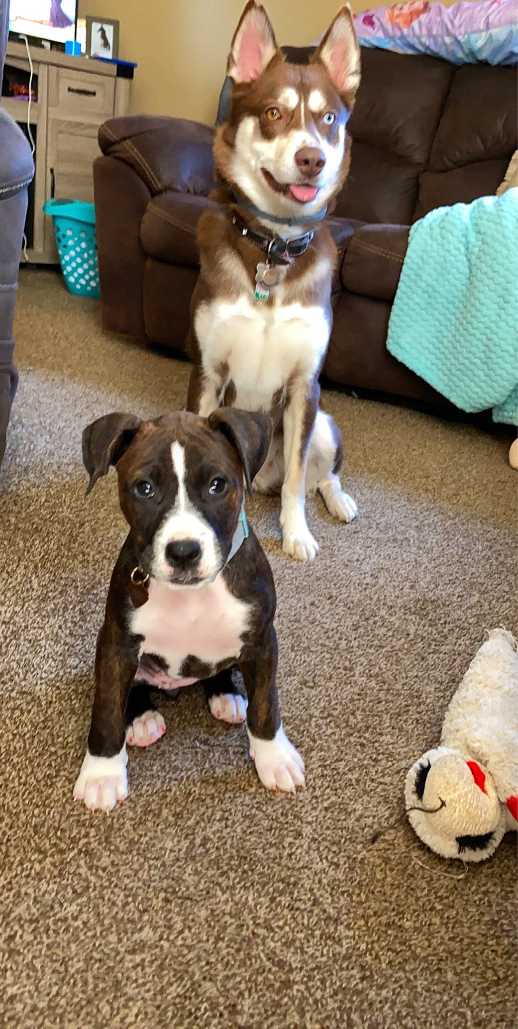 Bailee Skye is registered to the contest to win money with this photo: american_bulldog, american_pit_bull_terrier, american_staffordshire_terrier, canidae, carnivore, companion_dog, dog, dog_breed, fawn, mammal, non_sporting_group, pit_bull, puppy, rare_breed_dog, snout, sporting_group, staffordshire_bull_terrier, valley_bulldog, vertebrate