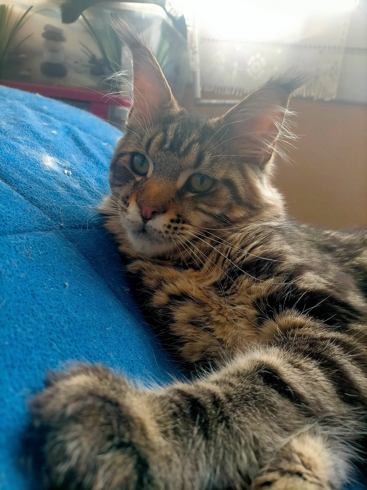 Simba participe au concours pour gagner de l'argent avec cette photo : carnivore, cat, claw, comfort, domestic_short_haired_cat, felidae, fur, light, organism, paw, sand, small_to_medium_sized_cats, snout, tail, terrestrial_animal, tree, whiskers, wildlife