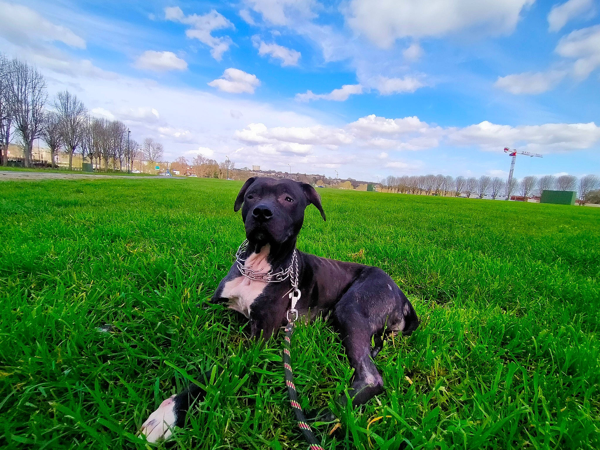 Ruby participe au concours pour gagner de l'argent avec cette photo : carnivore, cloud, collar, companion_dog, dog, dog_breed, fawn, grass, grass_family, grassland, landscape, lawn, meadow, pasture, plant, prairie, sky, snout, tree, working_animal