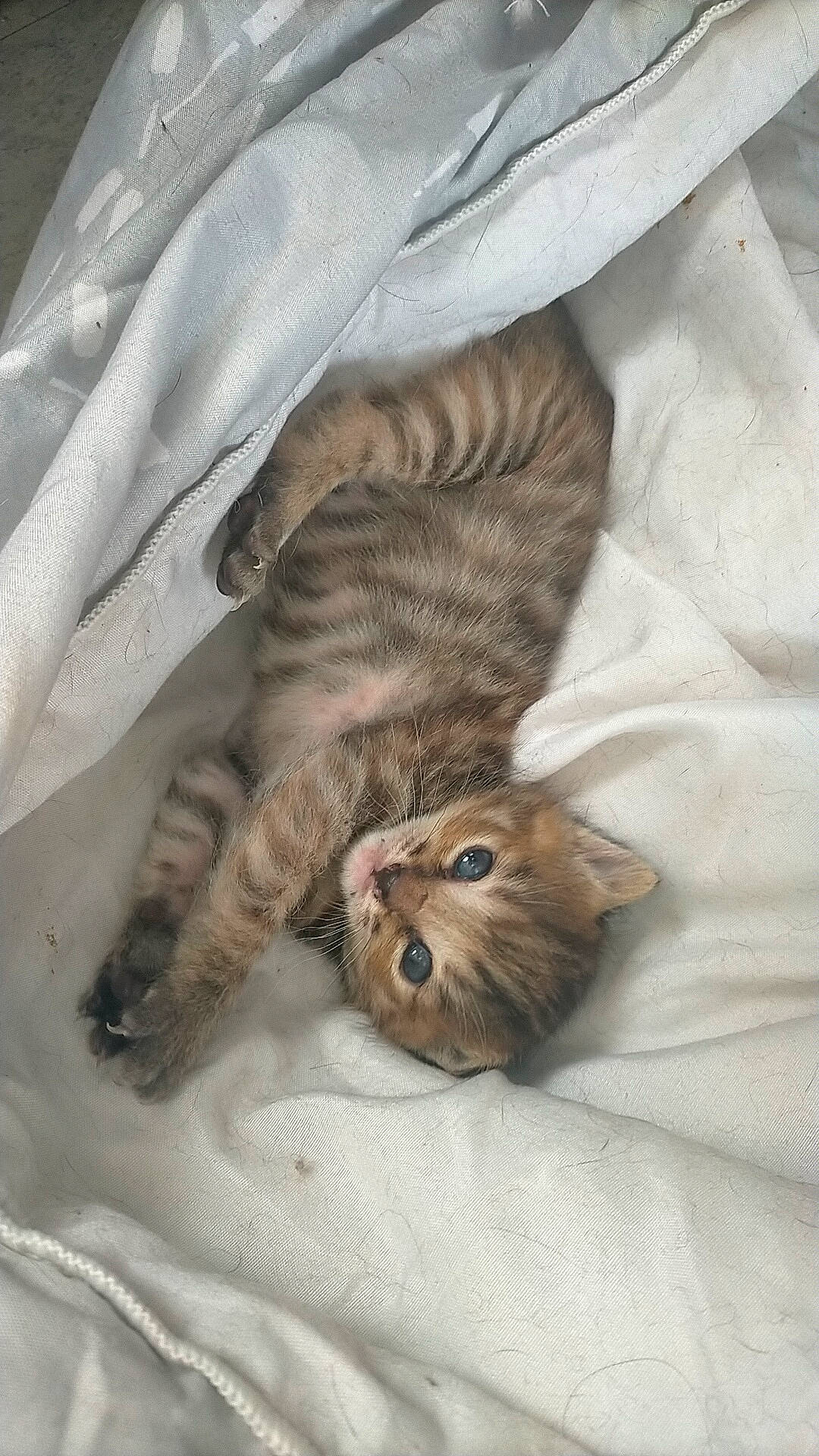 Rox participe au concours pour gagner de l'argent avec cette photo : brown, carnivore, cat, claw, comfort, domestic_short_haired_cat, fawn, felidae, fur, linens, small_to_medium_sized_cats, tail, terrestrial_animal, whiskers