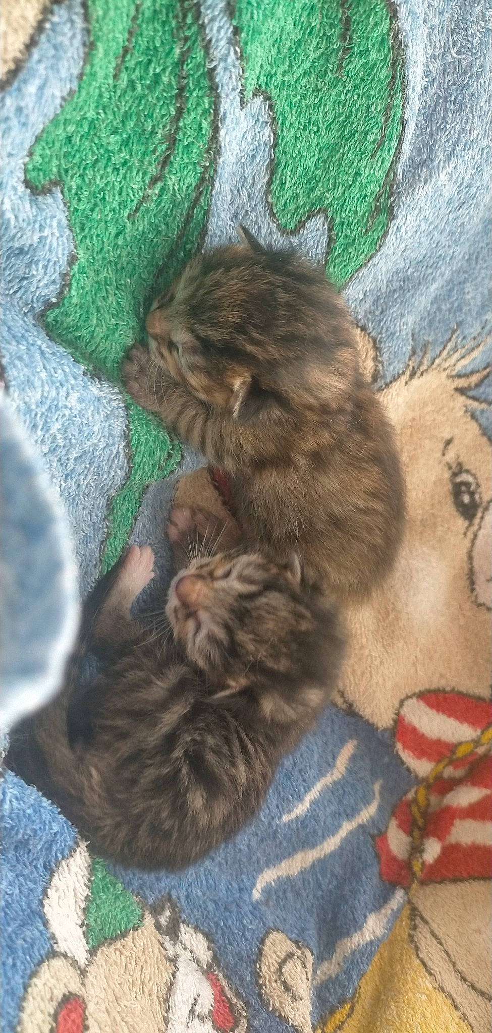 Rox a rejoint le concours — aidez-le/la à gagner de superbes lots ! canidae, carnivore, cat, claw, comfort, companion_dog, dog_breed, domestic_short_haired_cat, fawn, felidae, fur, grass, grey, liver, paw, small_to_medium_sized_cats, tail, terrestrial_animal, whiskers, wool